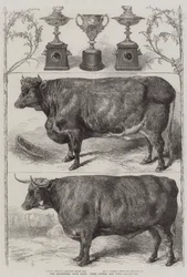 Die Smithfield Club Viehschau, Preiskühe und Pokale